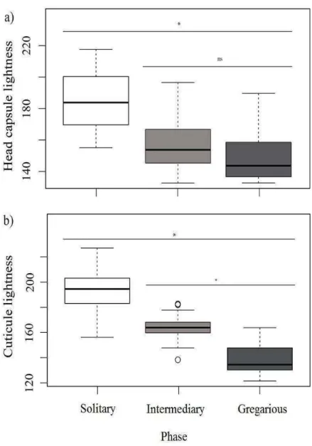 Figure 2. Distribution of lightness cuticle and the head capsule values calculated for  three larval  phases  of  Anticarsia  gemmatalis:  solitary,  gregarious and intermediary