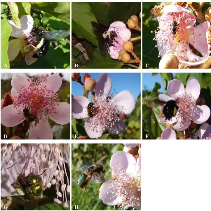 FIGURA  05  -  Abelhas  visitantes  do  urucuzeiro  (Bixa  orellana  L.)  em  Caucaia-CE:  Xylocopa  frontalis  (A),  Xylocopa  grisensces  (B),  Exomalopsis  analis  (C),  Apis  mellifera  (D),  Melipona  subnitida  (E),  Eulaema nigrita (F), Augochlorops