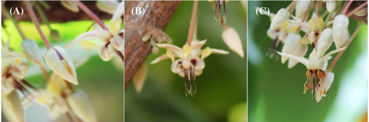 Figura 4.  Flores do cacau (Theobroma cacao L.) as 15:00 horas, com abertura do botão floral (A), e às 5:00  horas  do  dia  seguinte,  totalmente  aberta  (B)  e  formando  fruto  (C)  em  um  cultivo  comercial  no  semiárido  brasileiro