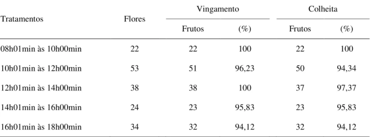 Tabela 1 – Valores para vingamento e colheita de frutos de pinhão-manso (Jatropha curcas L.), a partir  de flores polinizadas manualmente, em diferentes horários do dia