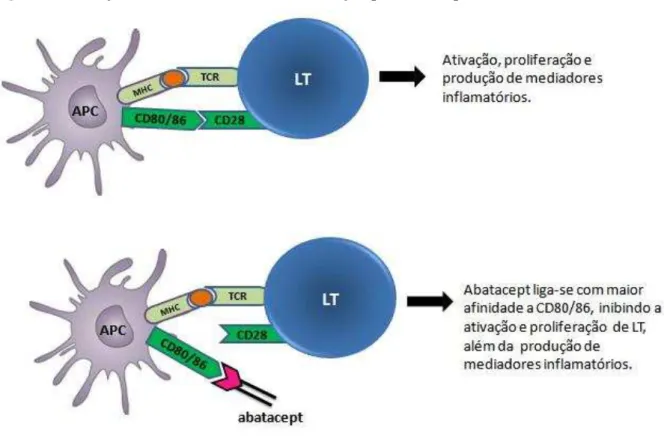 Figura 6. Ativação efetiva de linfócitos T e inibição por abatacept 