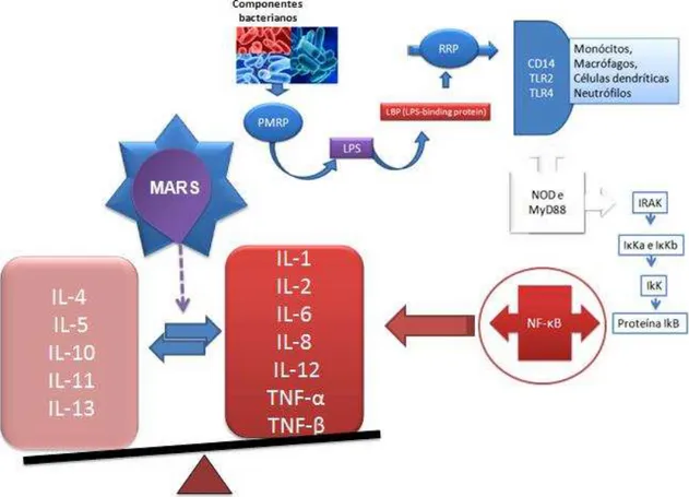 Figura 4- Resumo da patogênese da sepse com a manifestação de MARS. 