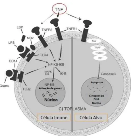 Figura  5-  Eventos  celulares  desencadeados  pelo  TNF- α  nas  células  do  sistema  imunológico e em célula alvo
