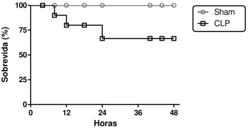 Figura 16- Curva de sobrevida dos animais submetidos à cirurgia para a indução de  sepse pelo modelo CLP