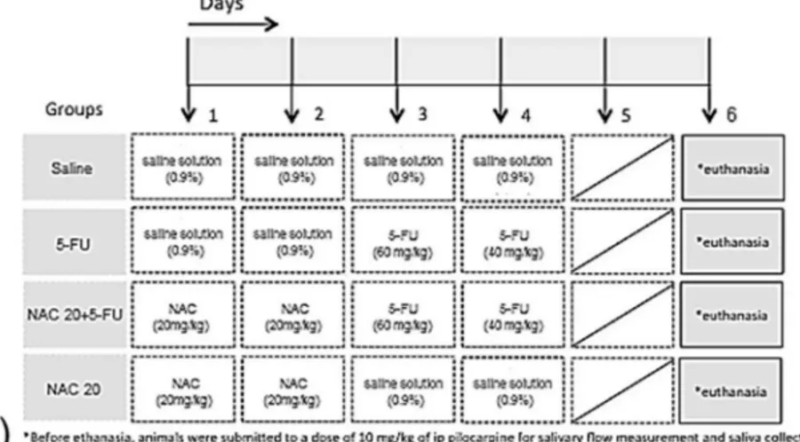 Fig. 8. NAC reverts the 5-FU-induced hyposalivation and the oxidative stress in parotid glands