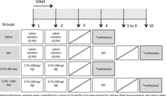 Fig. 1. Study design. Saline group received ip saline injections on the 1st and 2nd days and was euthanized on day 4; mechanical trauma (MT) group received ip saline injections on the 1st and 2nd days, was submitted to MT in the right cheek mucosa on day 4