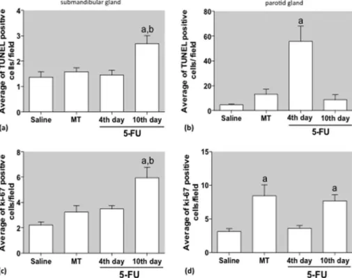Fig. 7. Effect of 5-FU on cell death (a, b) and cell proliferation (c, d) in the submandibular (a, c) and parotid (b, d) tissues