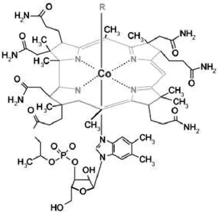Figura 2  –  Representação estrutural da vitamina B 12 : Um exemplo de porfirina  metalada com cobalto