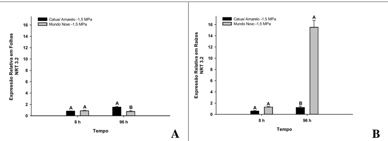 Figura 5: Expressão relativa do gene transportador de N (NRT3.2) em folhas (A) e raízes (B) de mudas de café das cultivares Catuaí Vermelho e Mundo Novo, submetidas ao déficit hídrico de -1,5 MPa (potencial hídrico na solução da nutritiva (|Ψw| -1,5 MPa), 