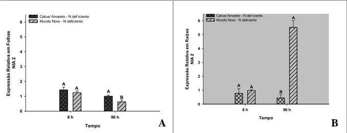 Figura 8: Expressão  relativa  do gene  relacionado ao  metabolismo  do  N NIA2  Síntese  da enzima Nitrato Redutase (NR) em folhas (A) e raízes (B) de mudas de café das cultivares Catuaí Vermelho e Mundo Novo, submetidas a deficiência de nitrogênio, em di