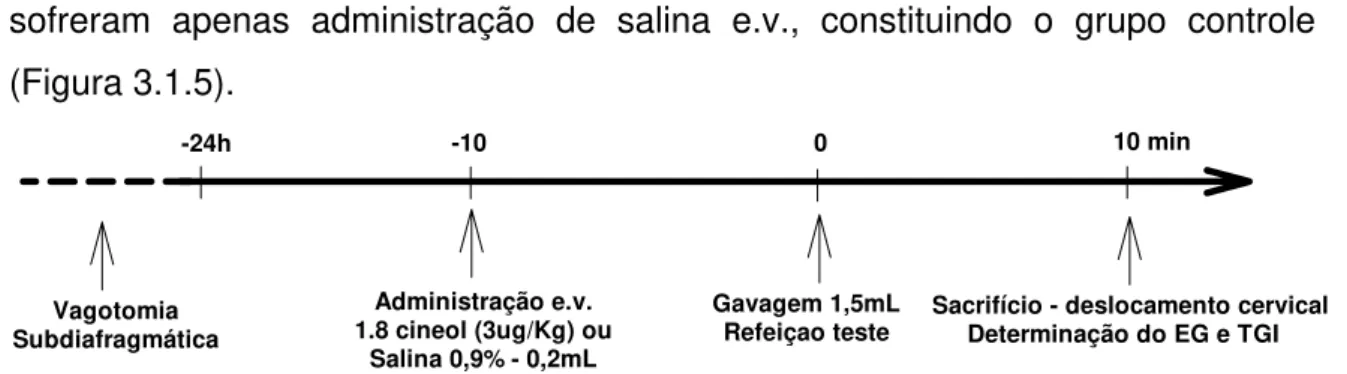 Fig ura  3.1.5 – De line a me nto  e xpe rime nta l utiliza do  pa ra  a va lia ç ã o do  e fe ito  do  1.8   c ine o l (3 µ g / Kg ) o u sa lina  0,9%  so bre  o  EG  e  tra nsito  g a stro inte stina lde  ra to s a c o rda do s   e studa do s 24h a pó s 