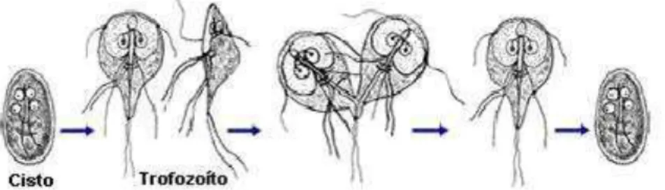 Figura 2 - Ciclo biológico da Giardia em seres humanos  Fonte: CDC (2014) 
