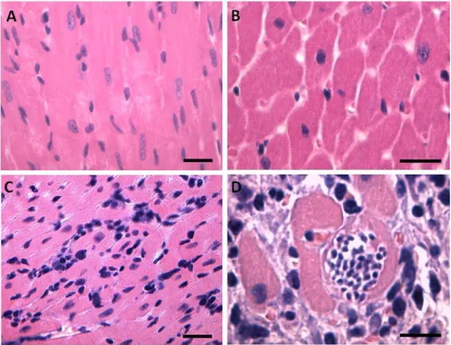 Fig. 1. Representative photomicrographs of the left ventricle from control (A and B) and  infected (C and D) groups