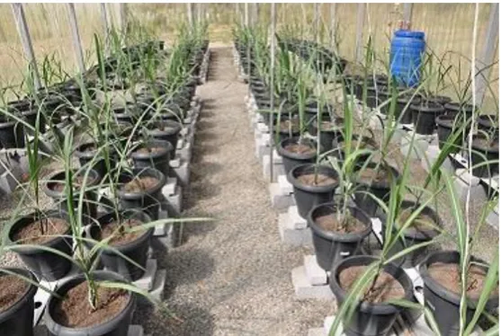 Figura 3.1.  Vista geral da disposição das plantas de cana-de-açúcar na casa- casa-de-vegetação aos 60 DAP, a partir do cultivo em vasos plásticos  preenchidos com substrato comercial