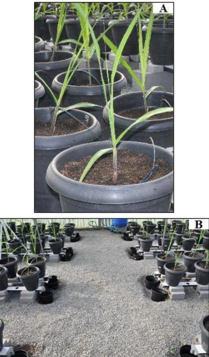 Figura 3.3.  Microcubos individuais, instalados na superfície do substrato de  cultivo, para irrigação ou fertirrigação das cultivares de  cana-de-açúcar (A)