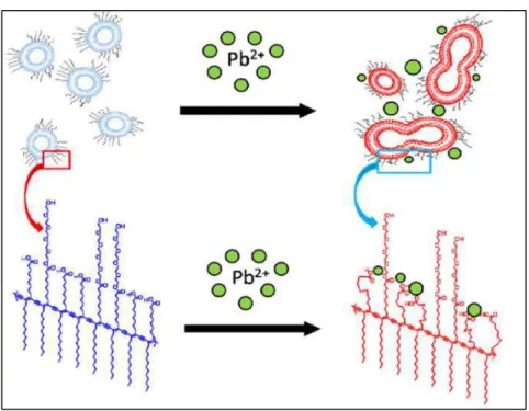 Figura 11. Representação esquemática do mecanismo proposto transição  colorimétrica induzida por Pb 2+ 41 