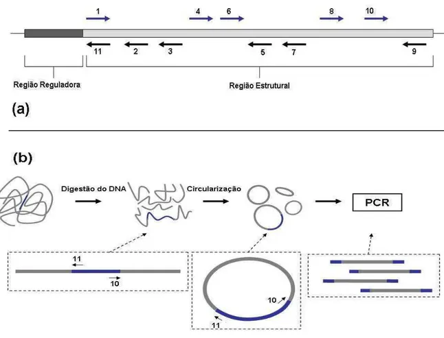 Figura 1- Estratégia adotada para a clonagem e o seqüenciamento do gene pacCl.  (a) 