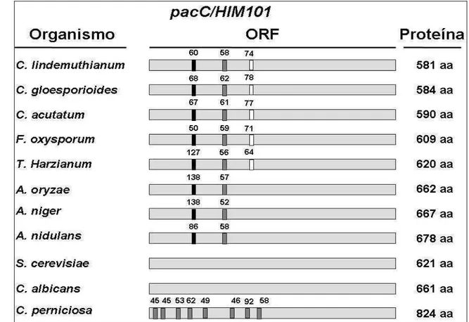 Figura 4- Análise comparativa da porção estrutural do gene pacC/HIM101 de alguns  fungos filamentosos e leveduras