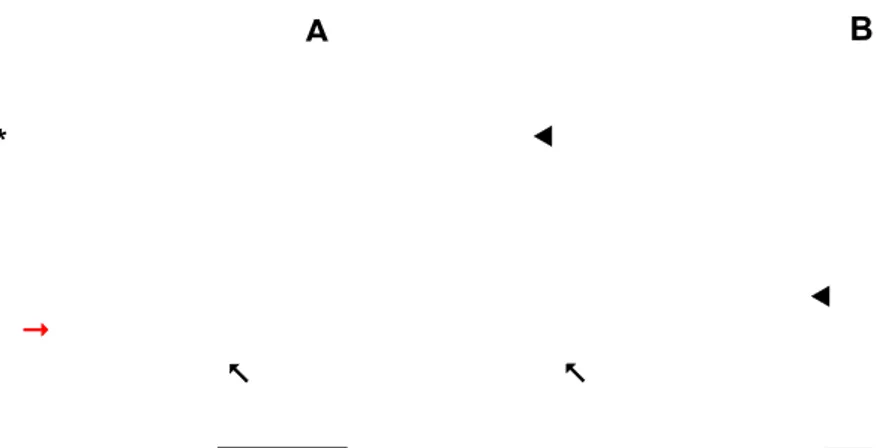 Figura 9  – Células B16F10B cultivadas sobre lamínulas de vidro. Coloração HE. (A e B) Cultura  celular  em  semiconfluência,  mostrando  o  pleomorfismo  celular  (célula  fibroblastoide;  seta  vermelha); células poligonais (seta preta); células gigantes