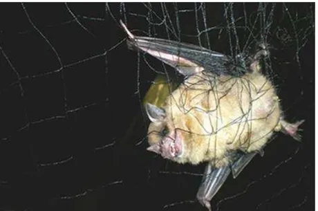 Figura 3:  Morcego capturado em rede de neblina.  Disponível em:  