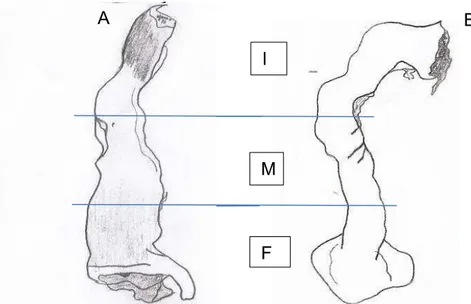 Figura 4:  Desenho esquemático do intestino grosso. A) Desmodus rotundus;                    B) Sturnira lilium; I) Segmento inicial; M) Segmento médio; 