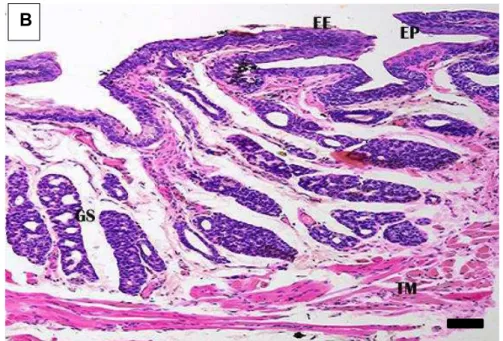 Figura 7B:    Corte transversal de intestino grosso (segmento final/região reto-                         anal) de D