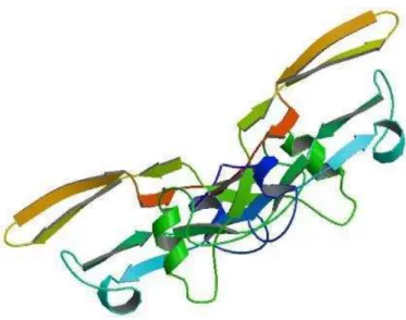 Figura 1  – Estrutura do TGF-β2 baseado no banco de dados de proteínas. Fonte: PDB (2015)