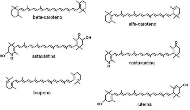 Figura 1. Esquema dos carotenoides (PALACE et al., 1999). 