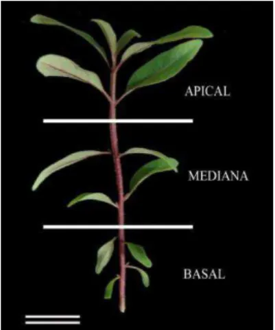Figura  1.  Microcepas  em  diferentes  posições  de  origem  (basal,  mediana  e  intermediária)  em  microestacas  in  vitro  de  Eucalyptus  grandis x E