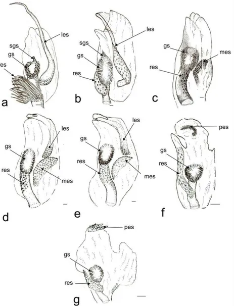 Figure 3. Endosoma in ventral view. Collaria spp. a. C. boliviana. b. C. capixaba. c. C