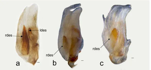 Figure 4. Endosoma in dorsal view. Collaria spp. a. C. improvisa. b. C. meilleurii. c