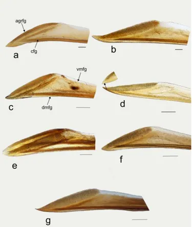 Figure 5. Apex of first gonapophysis in lateral view. Collaria spp. a. C. boliviana. b