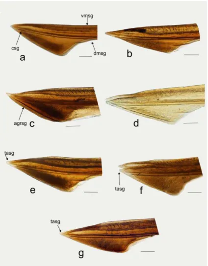 Figure 6. Apex of second gonapophysis in lateral view. Collaria spp. a. C. boliviana. b