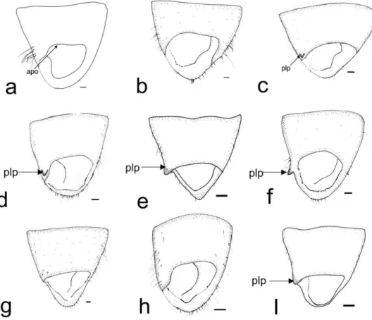 Figure 3. Pygophore in dorsal view.  Collaria spp. Scale 1 mm. a. C. boliviana, b. C. capixaba, c