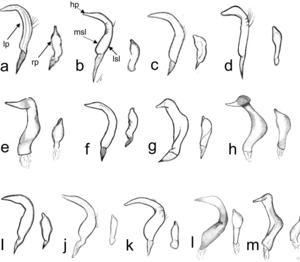 Figure  4.  Male  left  and  right  parameres  of  Collaria  spp.  a.  C.  boliviana  (modified  from  Carvalho,  1990), b