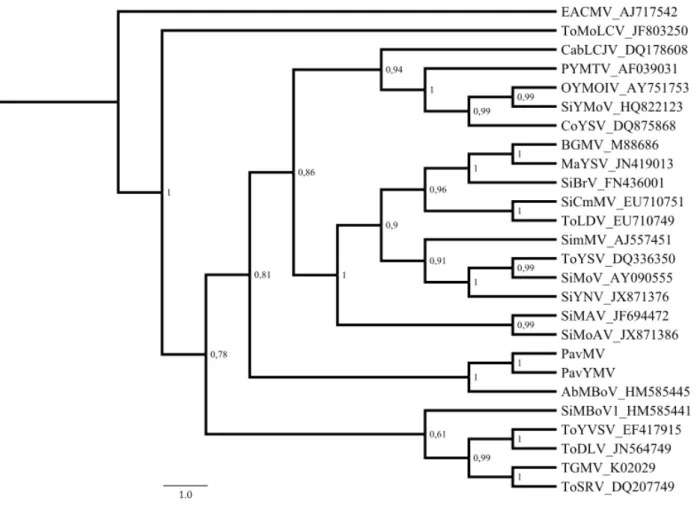 Figure  1  -  Phylogenetic  tree  based  on  the  complete  DNA-A  sequences  of  the  two 