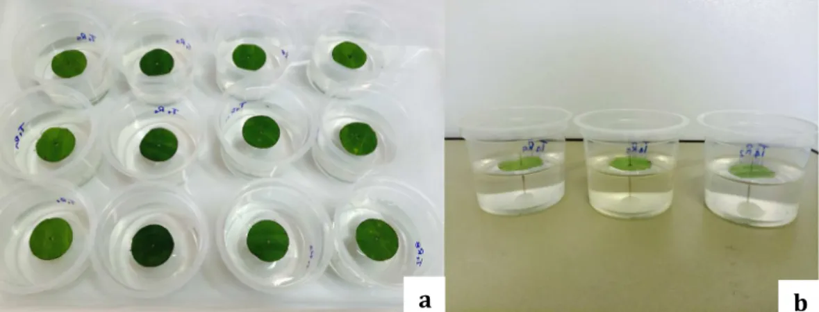 Figura 3. Unidades experimentais usadas no experimento (a) e discos de folha  flutuando sobre a linha da água para impedir a fuga dos ácaros (b)