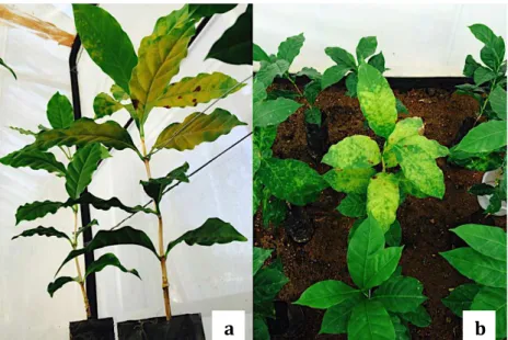 Figura 1. Presença de esporos de ferrugem de café na parte abaxial das folhas  (a) e sintomas do ataque de Hemileia vastatrix na parte adaxial das mudas de  café Coffea arabica (b)