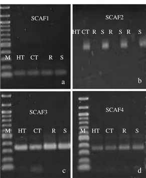 Figura  2. Produtos de  amplificação dos  DNAs  de cafeeiros  com  os  marcadores  SCAR  (SCAF1, SCAF2,SCAF3,SCAF4)  M: Marcador de peso molecular 100 pb; HT: genitor  resistente Híbrido de Timor UFV 443-03; CT: genitor susceptível Catuaí Amarelo IAC  64 (