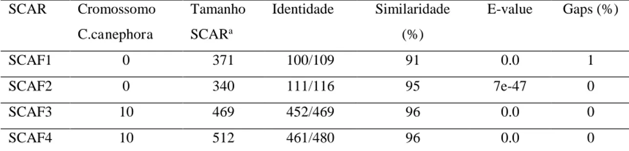 Tabela 2. BLAST dos SCAR com sequências dos cromossomos de Coffea canephora.  SCAR  Cromossomo  C.canephora  Tamanho SCARa Identidade  Similaridade (%)  E-value  Gaps (%)  SCAF1  0  371  100/109  91  0.0  1  SCAF2  0  340  111/116  95  7e-47  0  SCAF3  10 