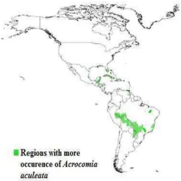 Figure 1. Geographical distribution of Acrocomia aculeata in South America (Adopted  from Nucci (2007); original source: New World Fruits (2014))
