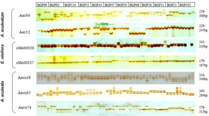Figure  2.  Allelic  profiles  showing  cross-species  amplifications  of  seven  SSR  loci  on  Acrocomia  aculeata  accessions