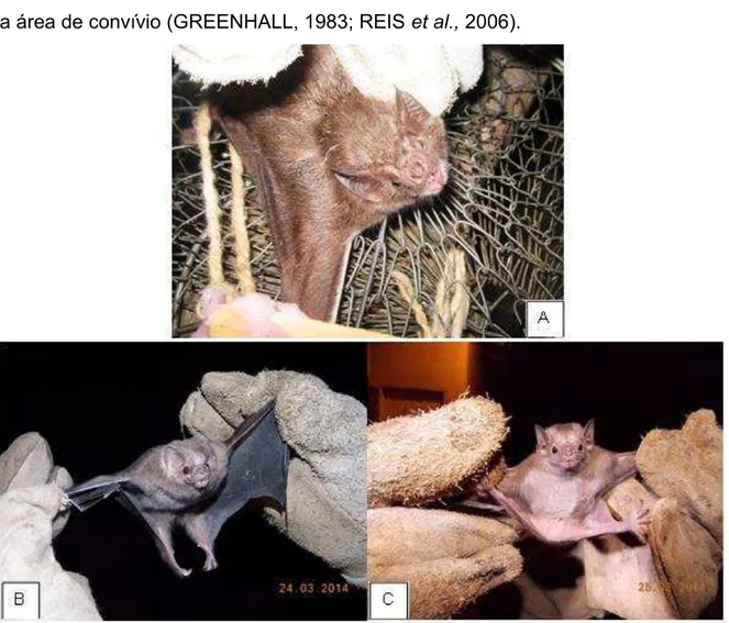 Figura  9.  Espécies  de  morcegos  hematófagos  do  Brasil.  A  –  Desmodus  rotundus;  B  – 