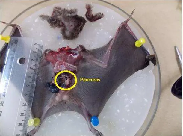 Figura 10. Evisceração de morcego Desmodus rotundus para retirada de fígado, pâncreas e  outros órgãos