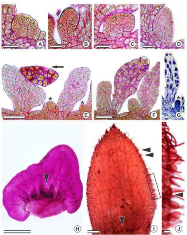 Figure  2.  Development  of  colleters  and  their  distribution  on  bracts  and  sepals  of 