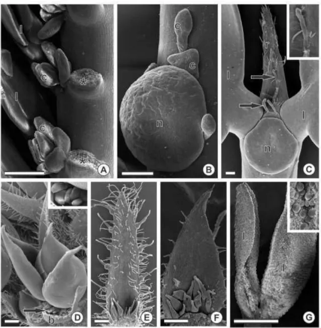 Figure  3.  SEM  showing  colleters  on  vegetative  and  reproductive  organs  of 