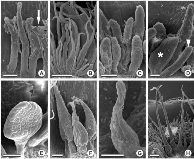 Figure  4.  SEM  showing  the  types  of  colleters  in  Chamaecrista  species.  A.  Short 
