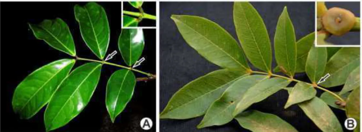 Figure 1. Leaf extrafloral nectaries on the rachides  of  Chamaecrista species. A, C. duartei