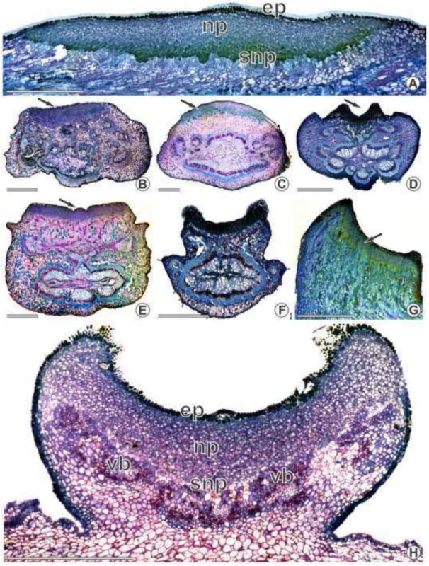 Figure  2.  Longitudinal  (A,  G  and  H)  and  cross  (B-F)  sections  of  the  rachis/petiole  showing 