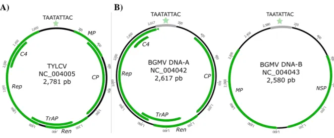 Figura 1. Organização genômica dos begomovírus (A) mono- e (B) bissegmentados. TYLCV: Tomato 